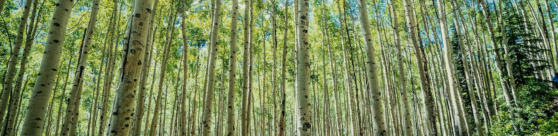 Neutralité Carbone pour un futur décarboné